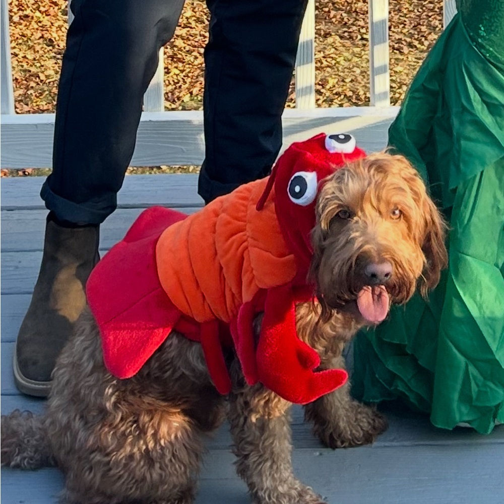Red and Orange Lobster Dog Costume